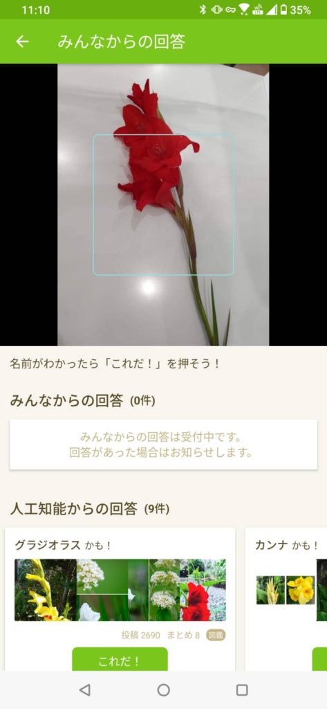 ご近所の方から綺麗な花をいただきました 花の名前も調べてみました 有限会社やまと薬局 大分県中津市 福岡県豊前市