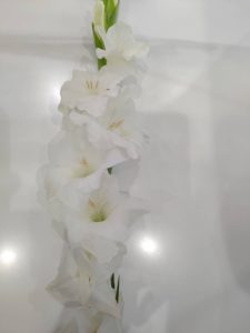 ご近所の方から綺麗な花をいただきました 花の名前も調べてみました 有限会社やまと薬局 大分県中津市 福岡県豊前市