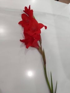 ご近所の方から綺麗な花をいただきました 花の名前も調べてみました 有限会社やまと薬局 大分県中津市 福岡県豊前市
